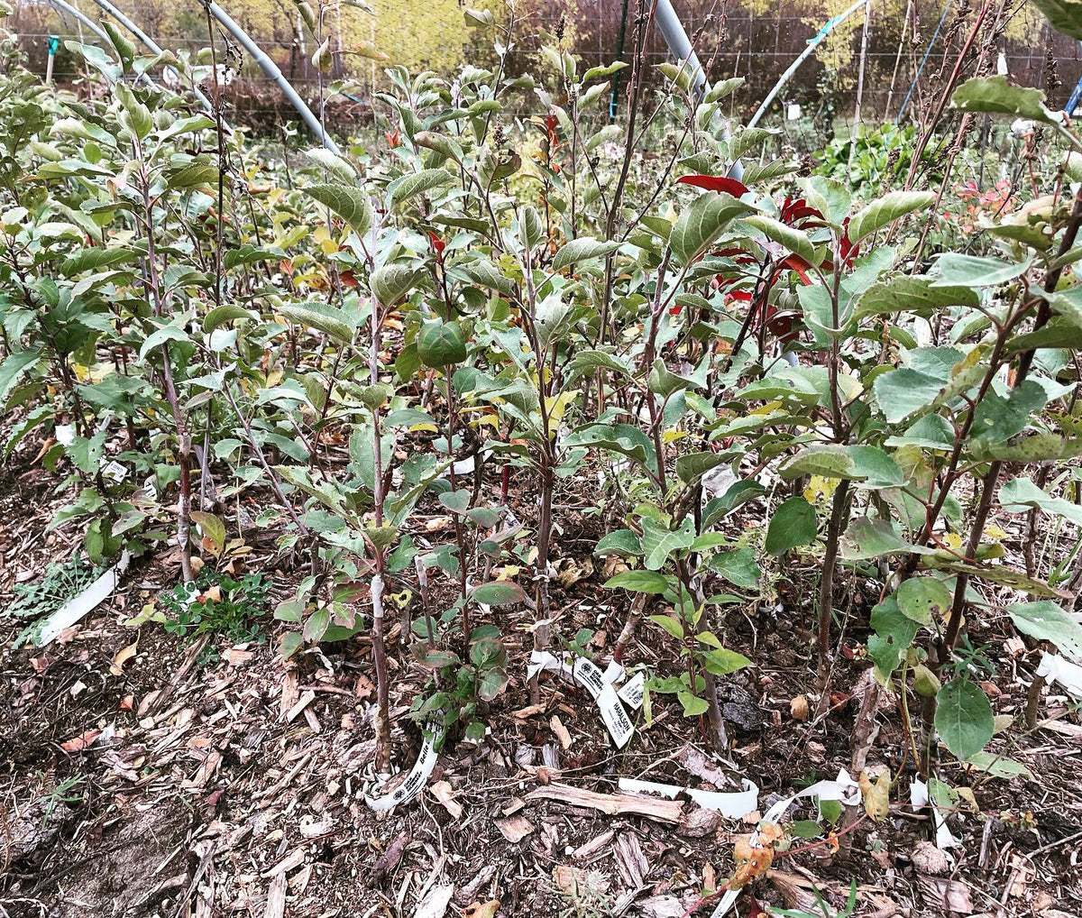 apple trees bench grafted this spring
