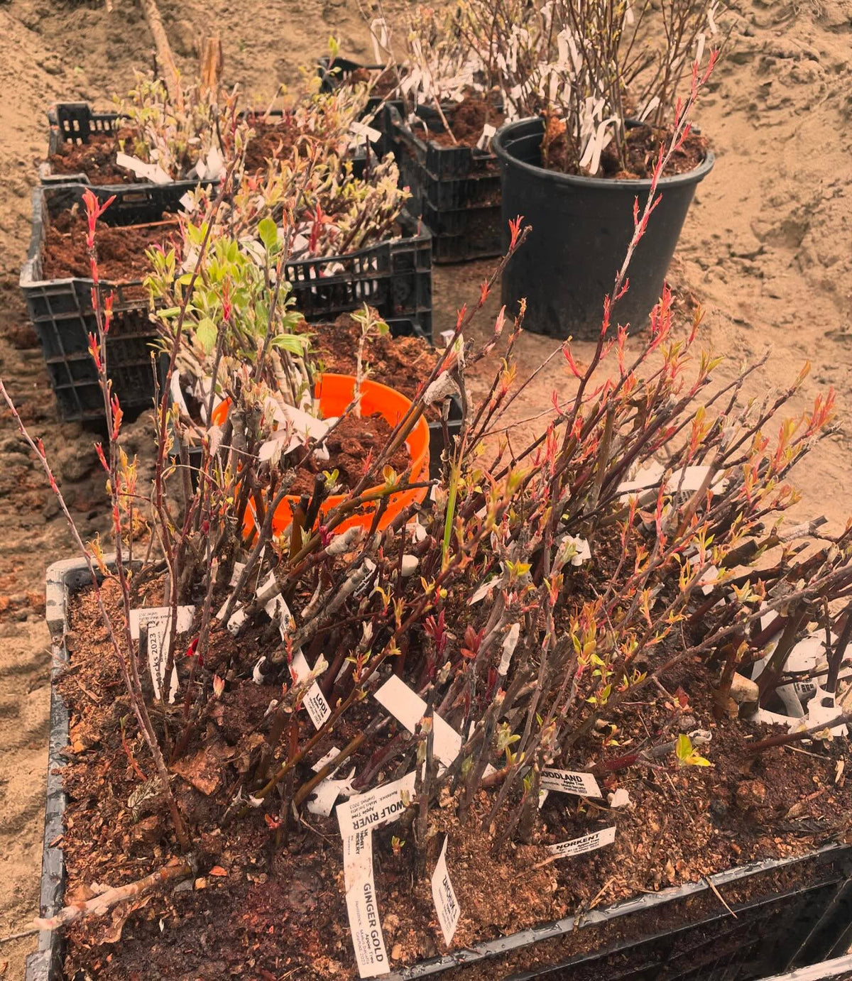apples and pears ready to plant, image 1 of 6