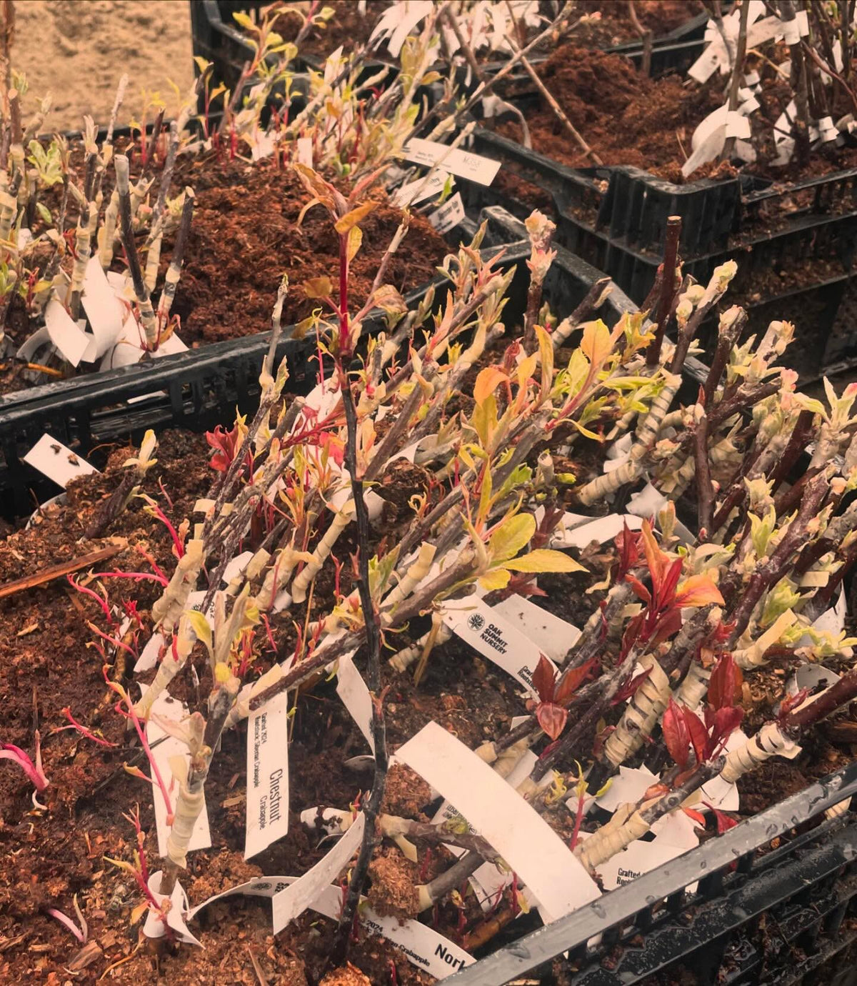 apples and pears ready to plant, image 2 of 6