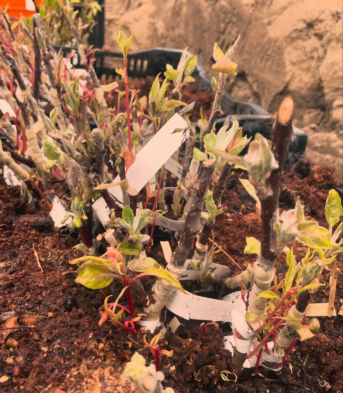 apples and pears ready to plant, image 4 of 6