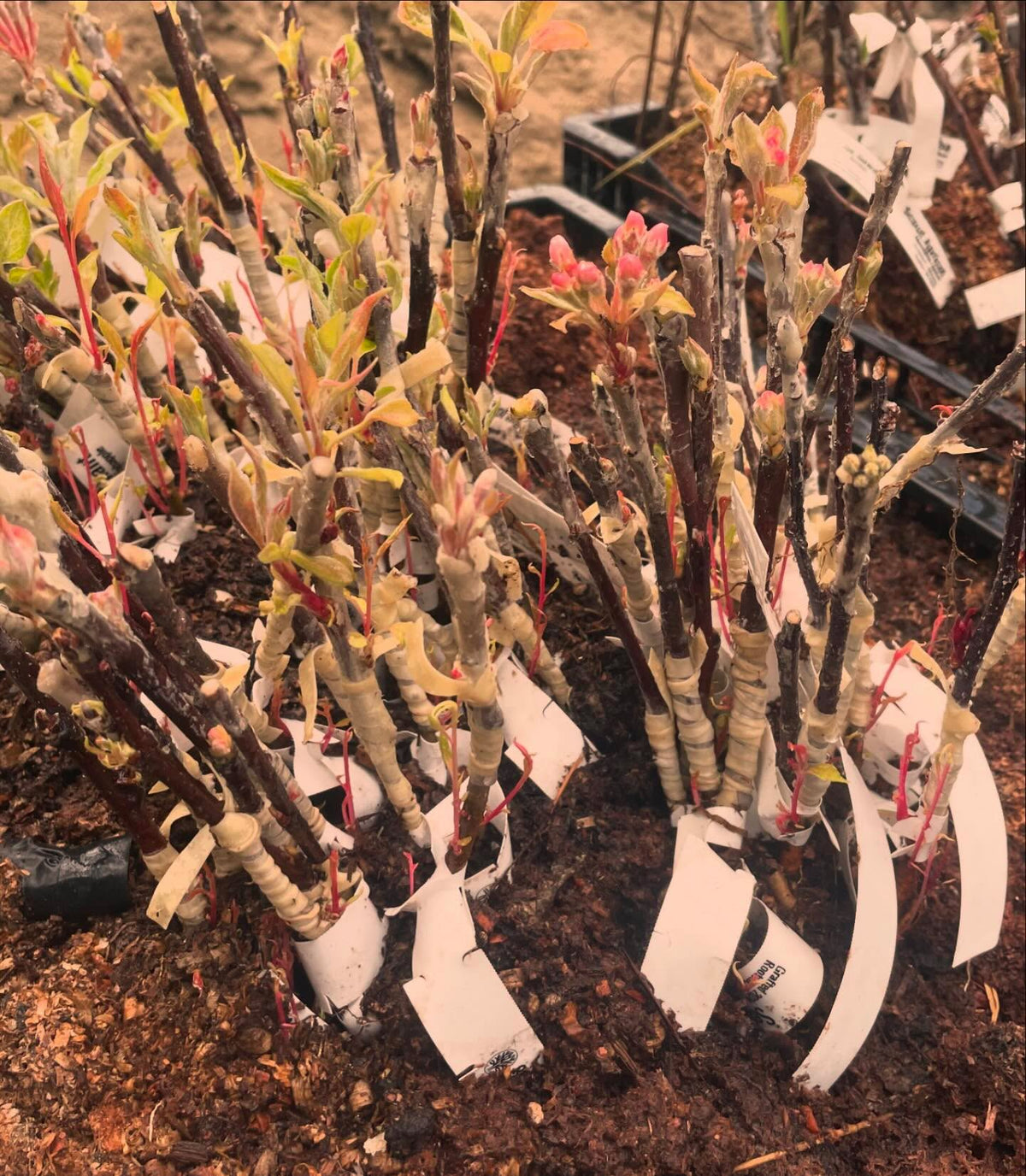 apples and pears ready to plant, image 5 of 6