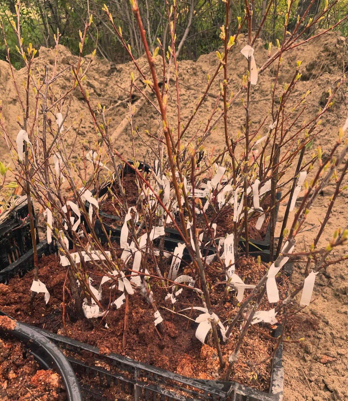 apples and pears ready to plant, image 6 of 6