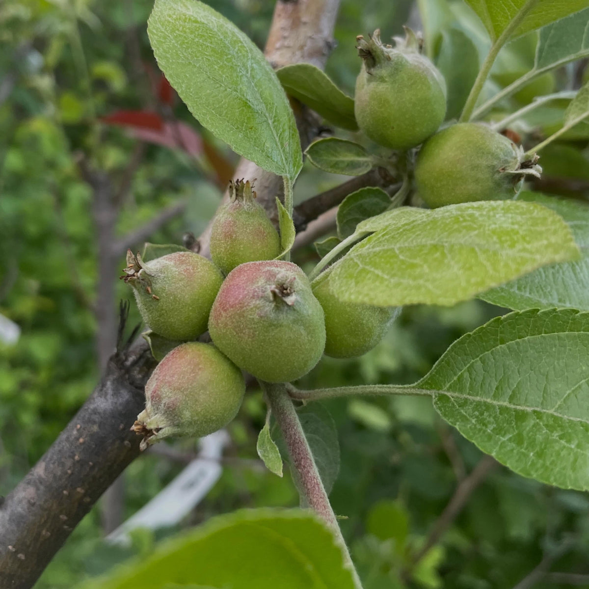 apples fruiting on wild saskatoon rootstock, image 1 of 10