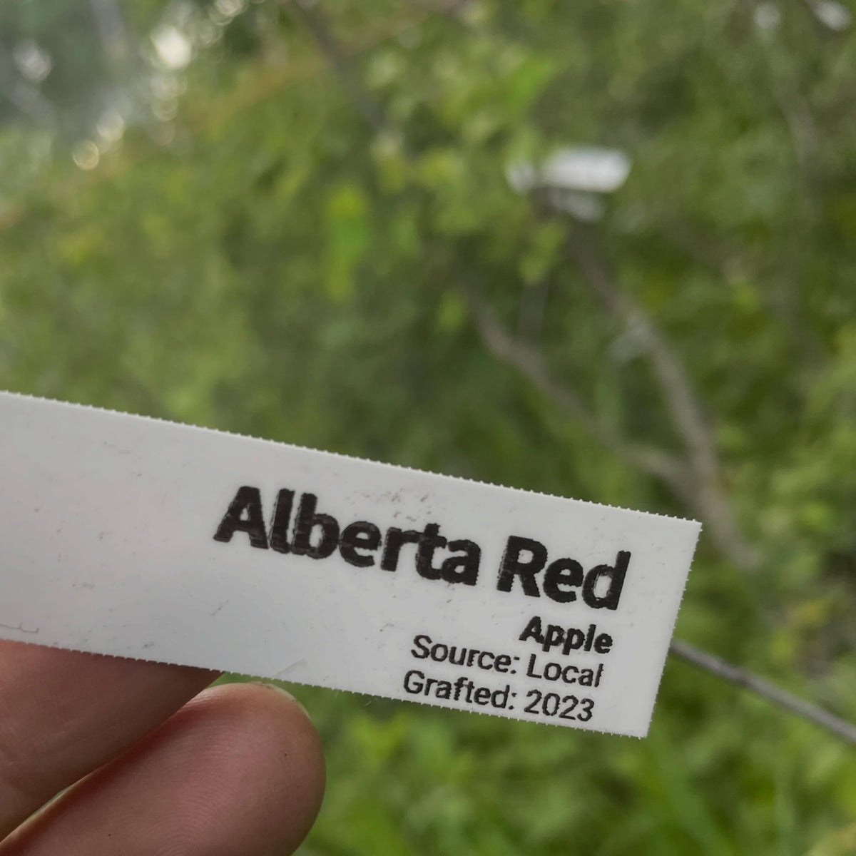 apples fruiting on wild saskatoon rootstock, image 2 of 10