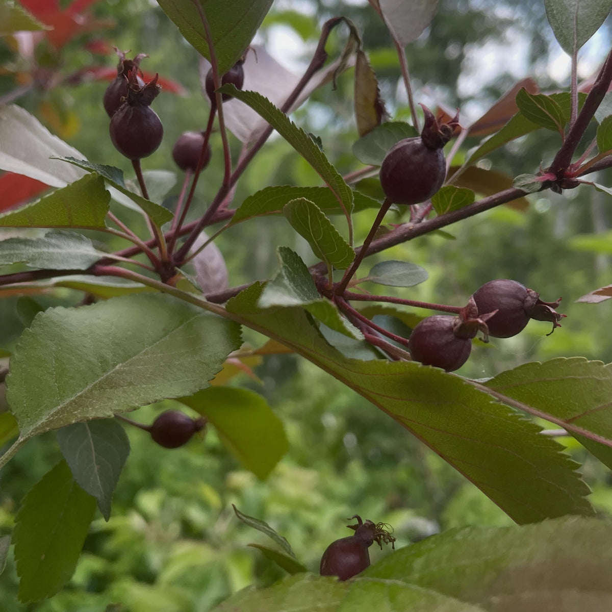 apples fruiting on wild saskatoon rootstock, image 3 of 10
