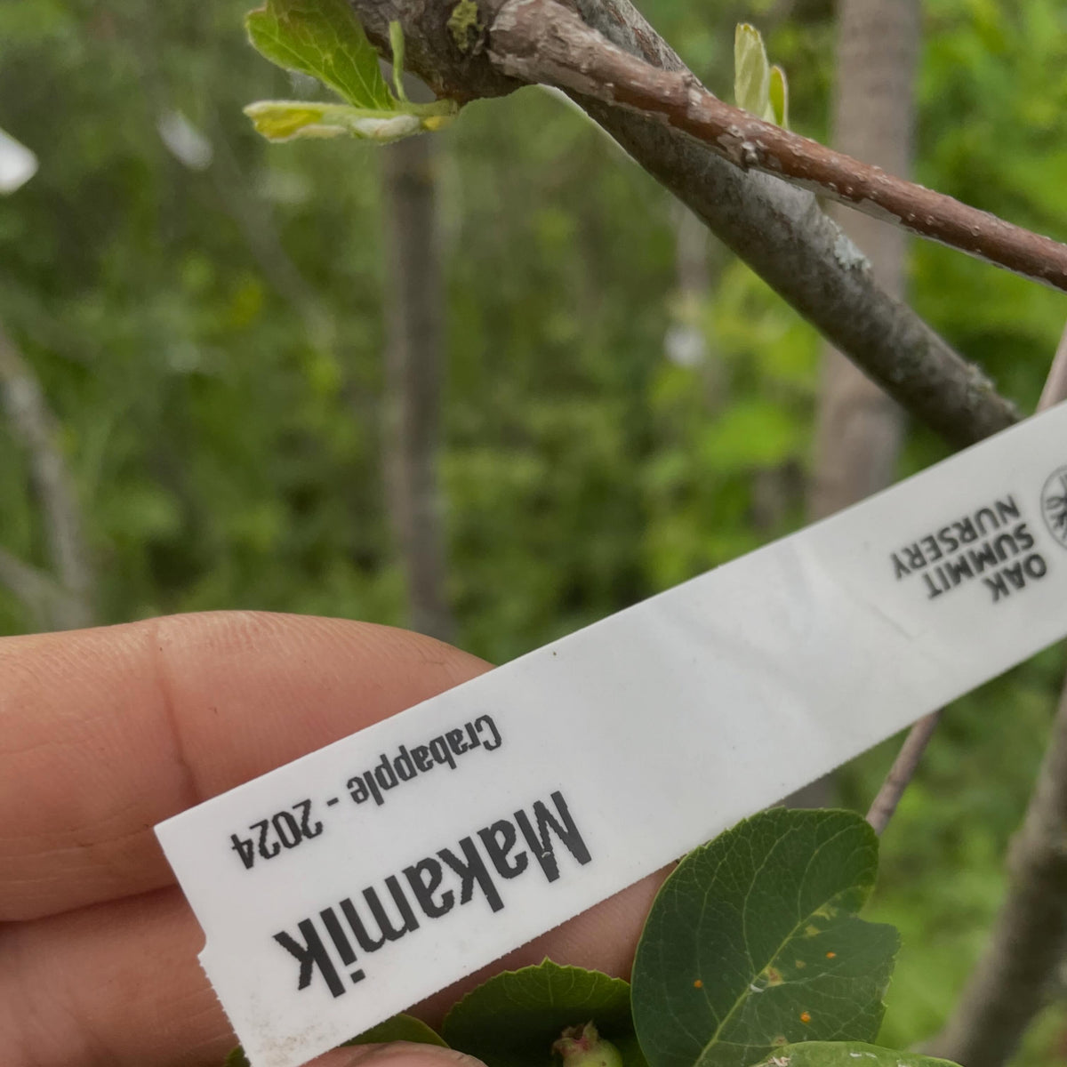 apples fruiting on wild saskatoon rootstock, image 4 of 10