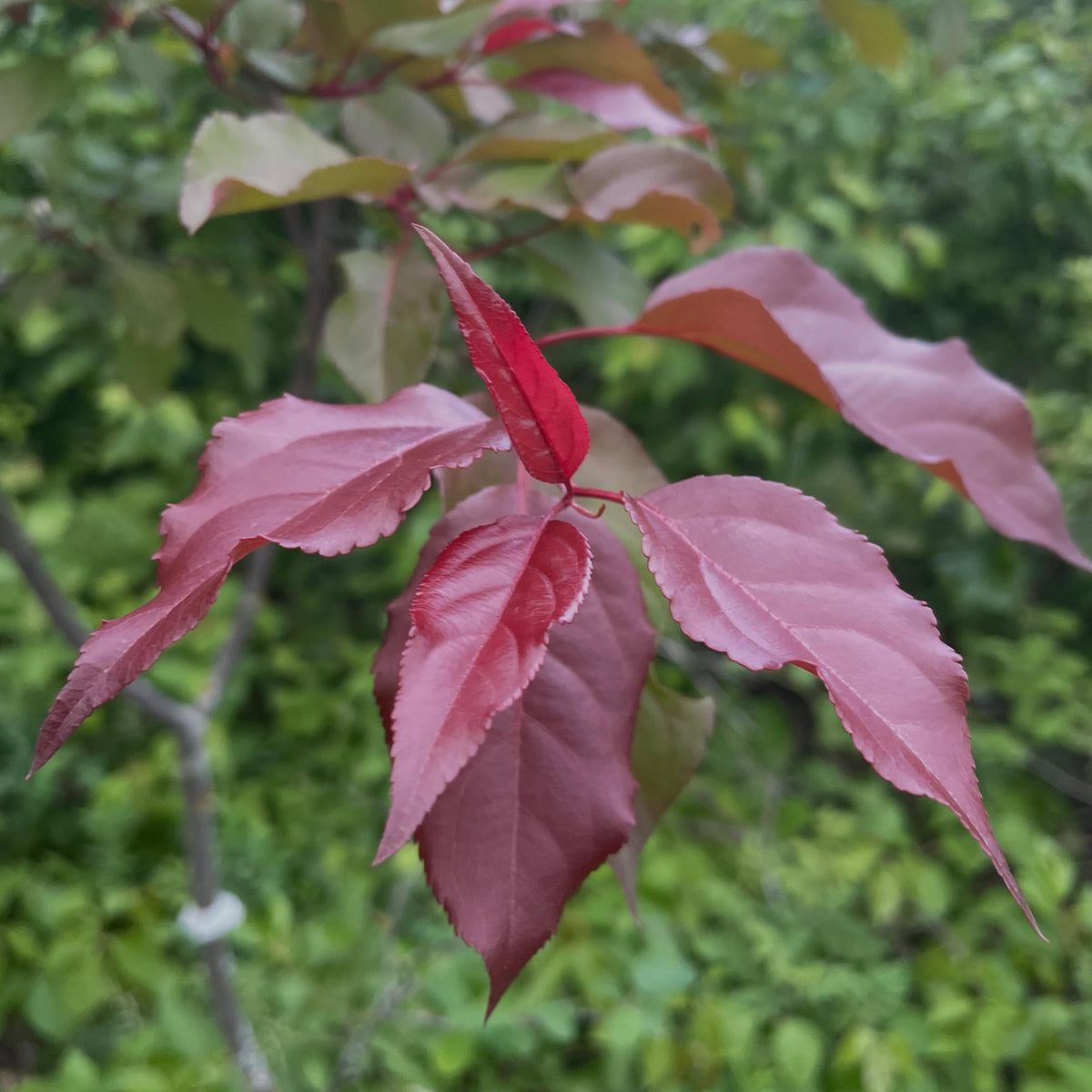 apples fruiting on wild saskatoon rootstock, image 5 of 10
