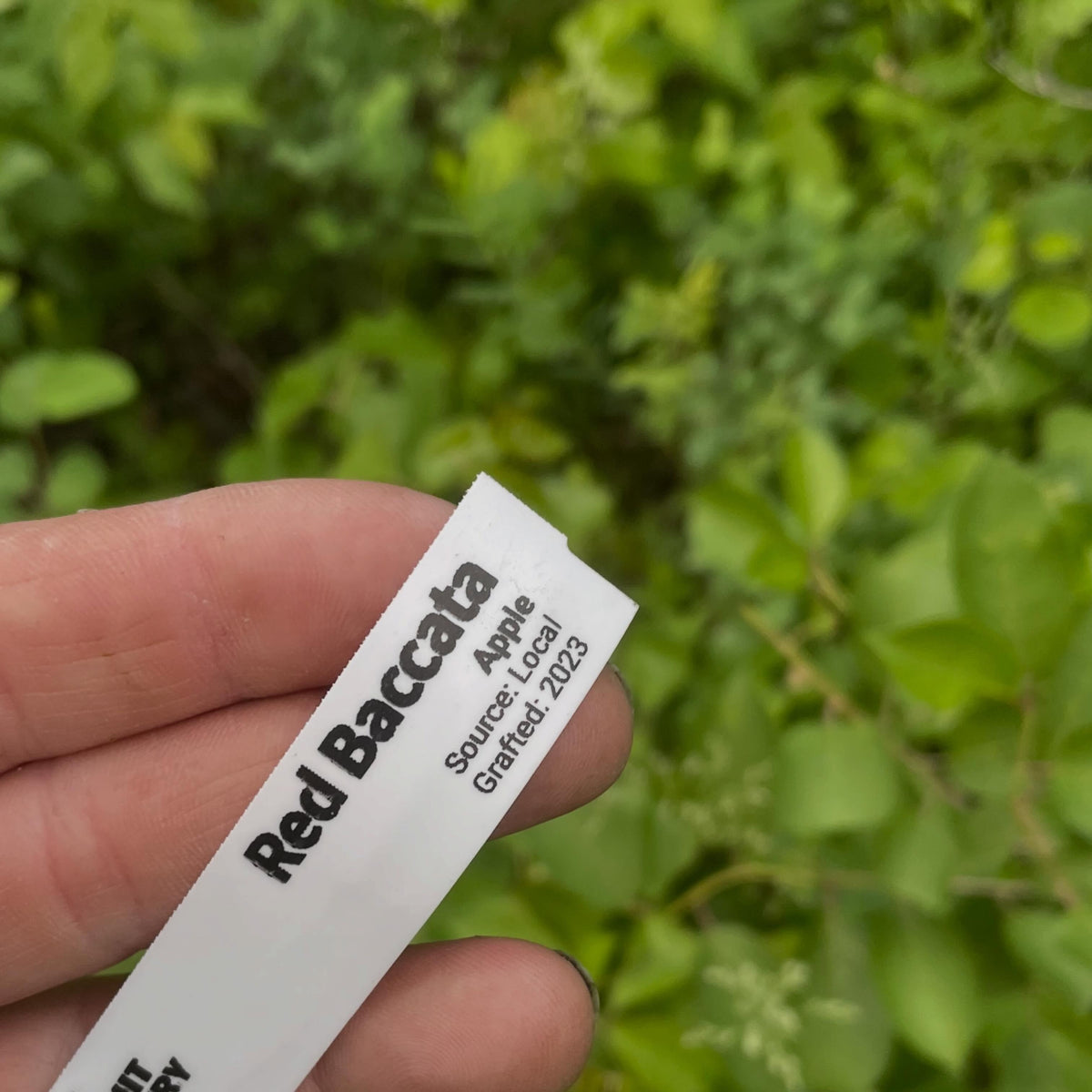 apples fruiting on wild saskatoon rootstock, image 6 of 10