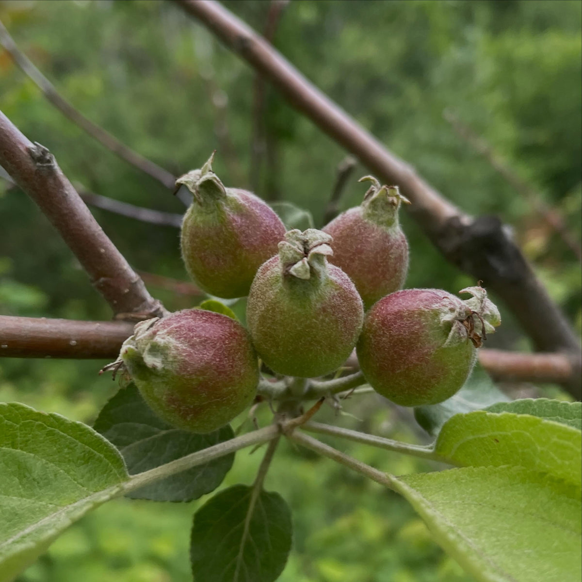 apples fruiting on wild saskatoon rootstock, image 7 of 10