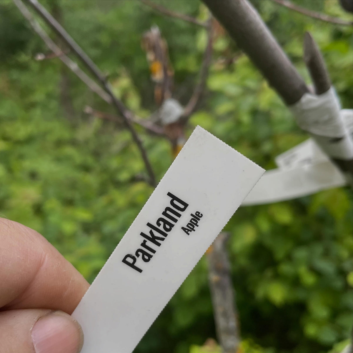 apples fruiting on wild saskatoon rootstock, image 8 of 10