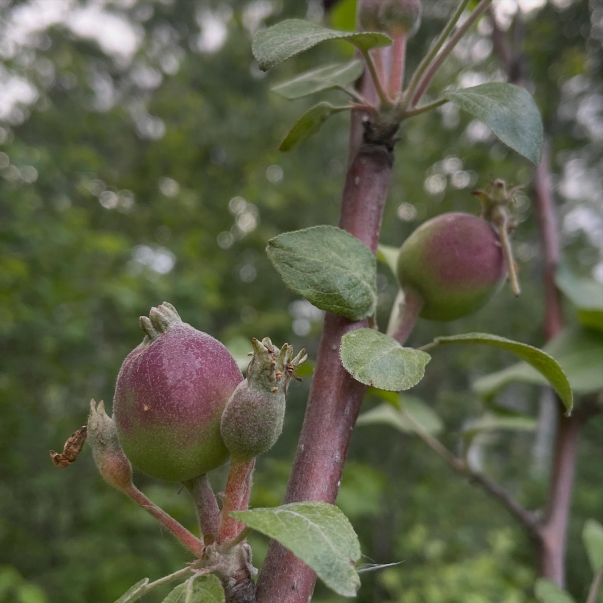apples fruiting on wild saskatoon rootstock, image 9 of 10