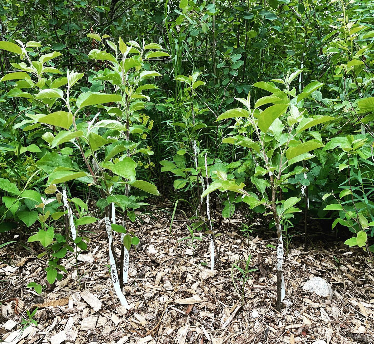apples grafted on saskatoon / service berry last month