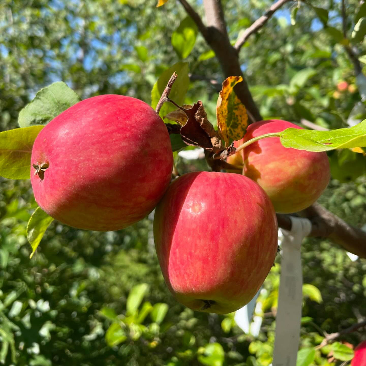 apples I grafted onto a wild crab in our yard a few years ago, lost the tag and forget the variety, image 1 of 3