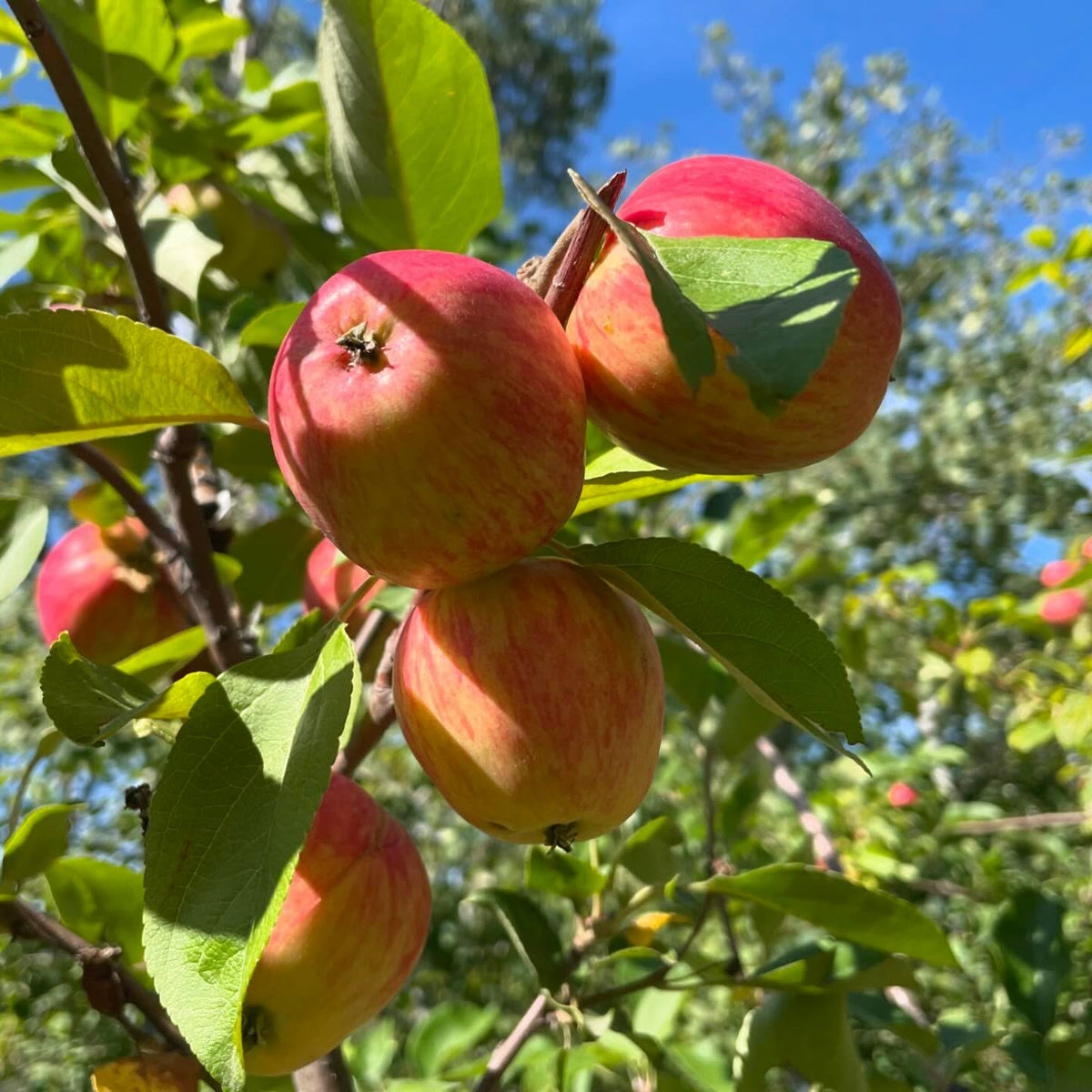 apples I grafted onto a wild crab in our yard a few years ago, lost the tag and forget the variety, image 2 of 3