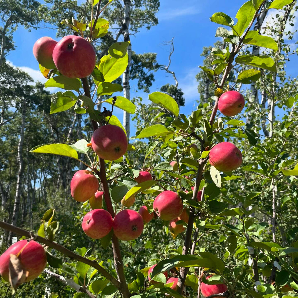 apples I grafted onto a wild crab in our yard a few years ago, lost the tag and forget the variety, image 3 of 3