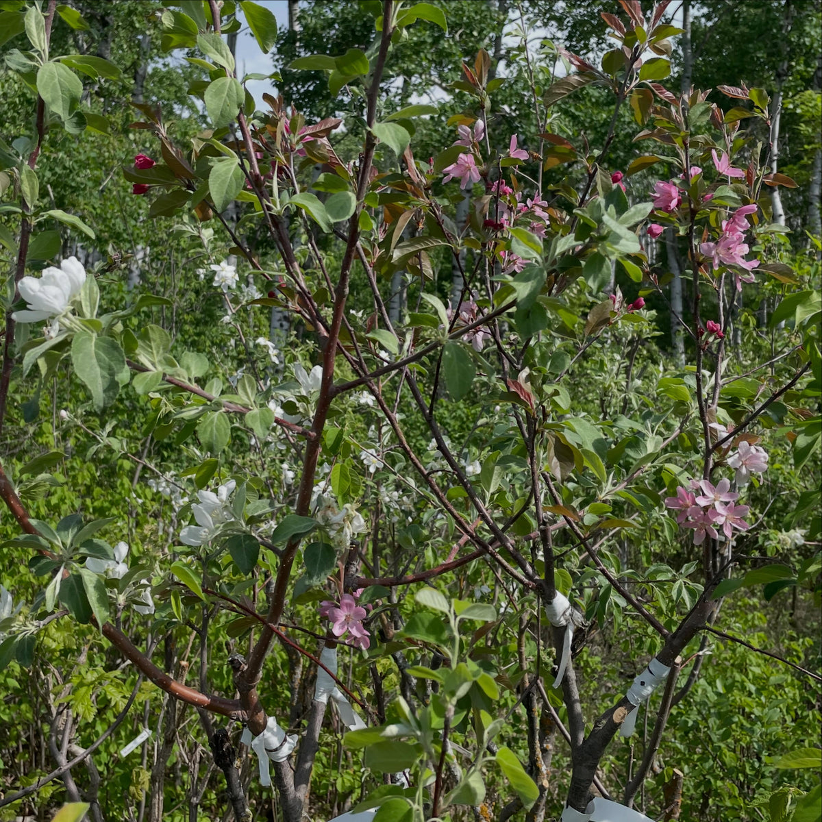 apples on saskatoons, image 1 of 5