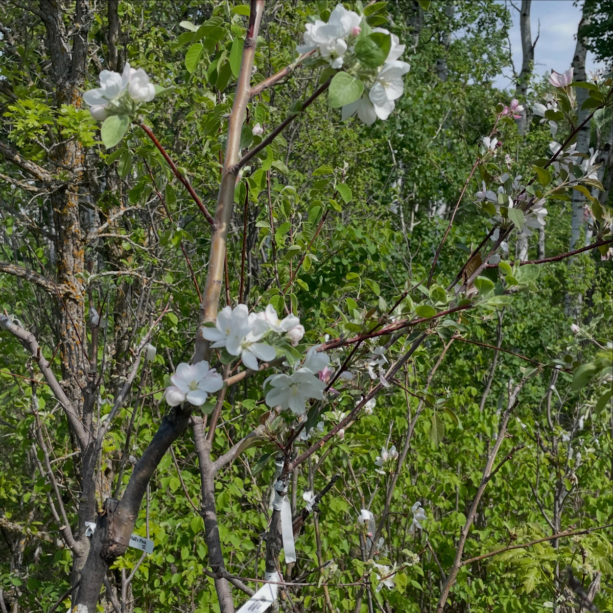 apples on saskatoons, image 3 of 5
