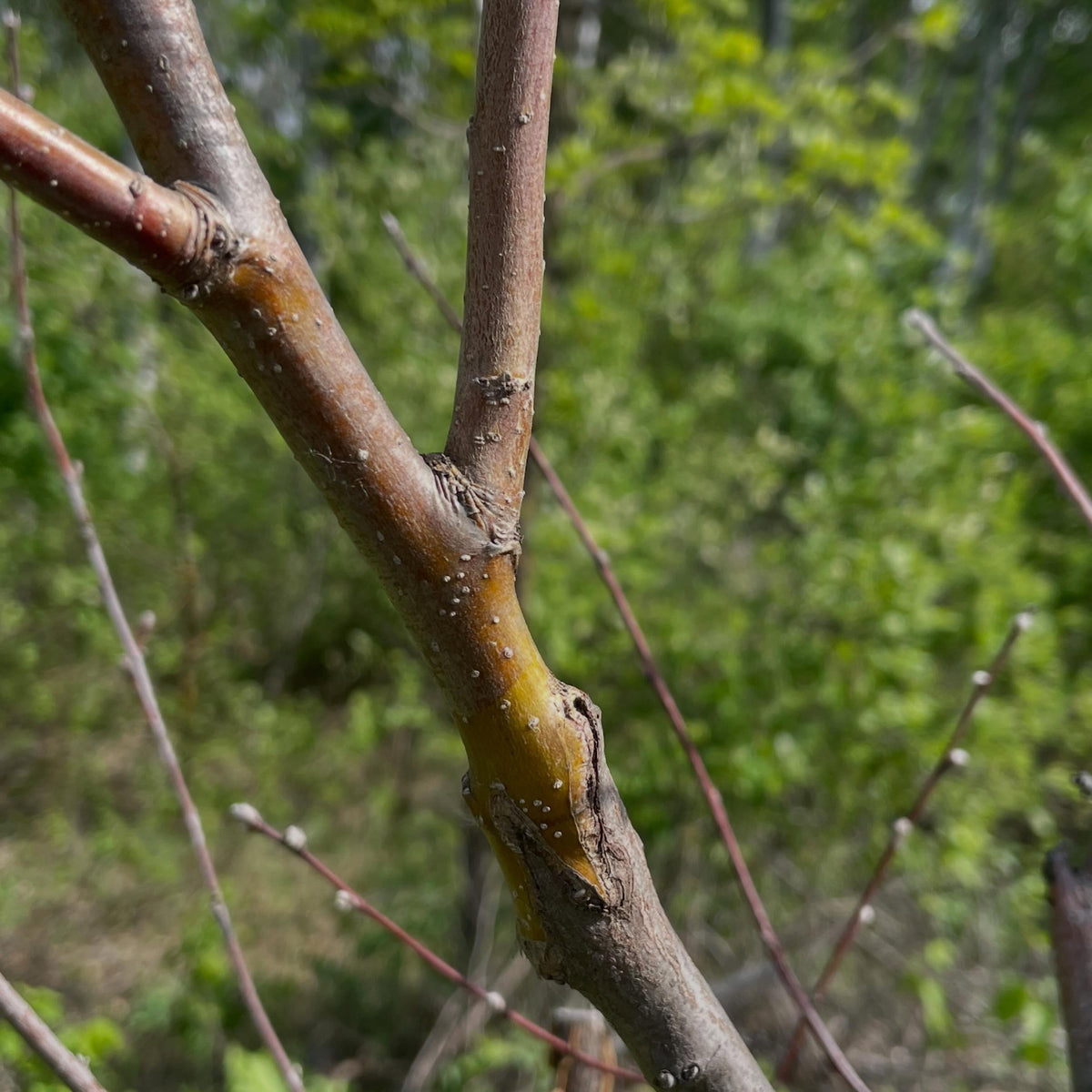 apples on saskatoons, image 4 of 5