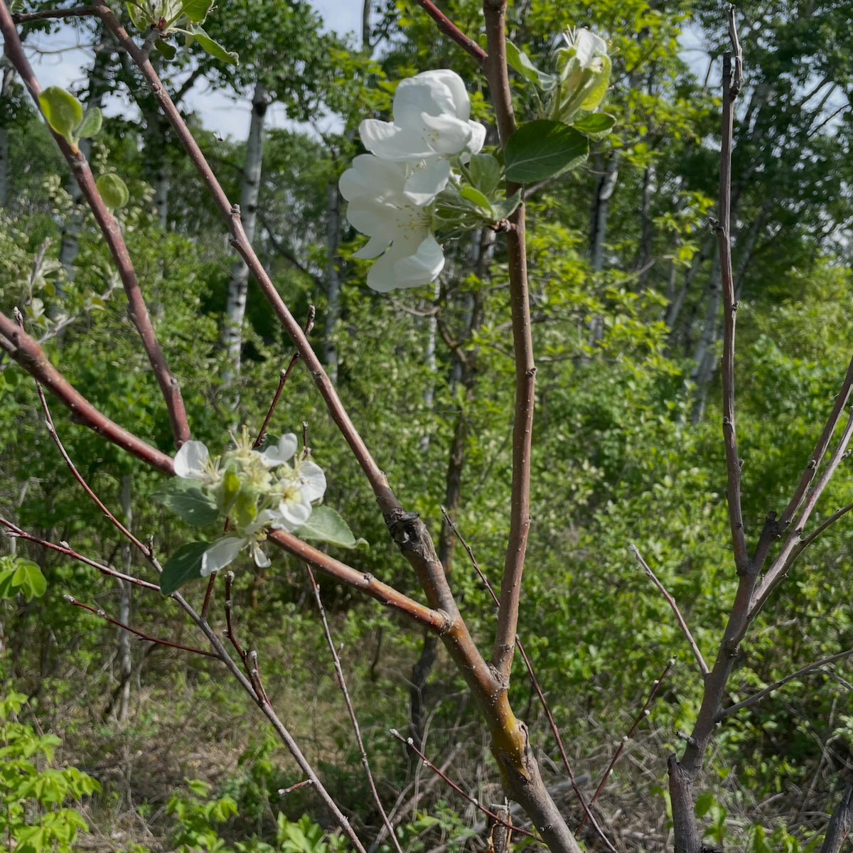 apples on saskatoons, image 5 of 5
