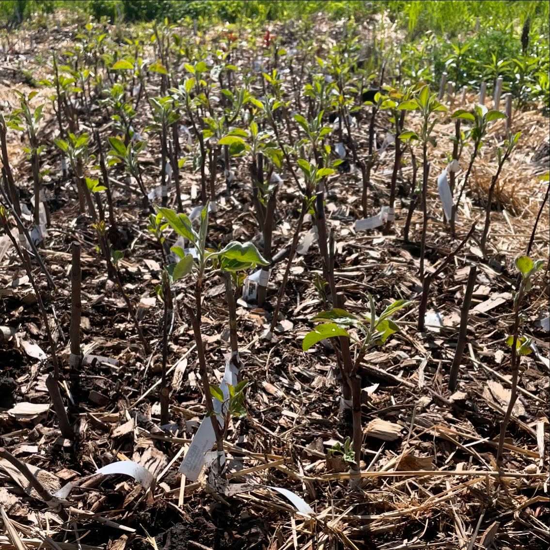 apples starting to grow