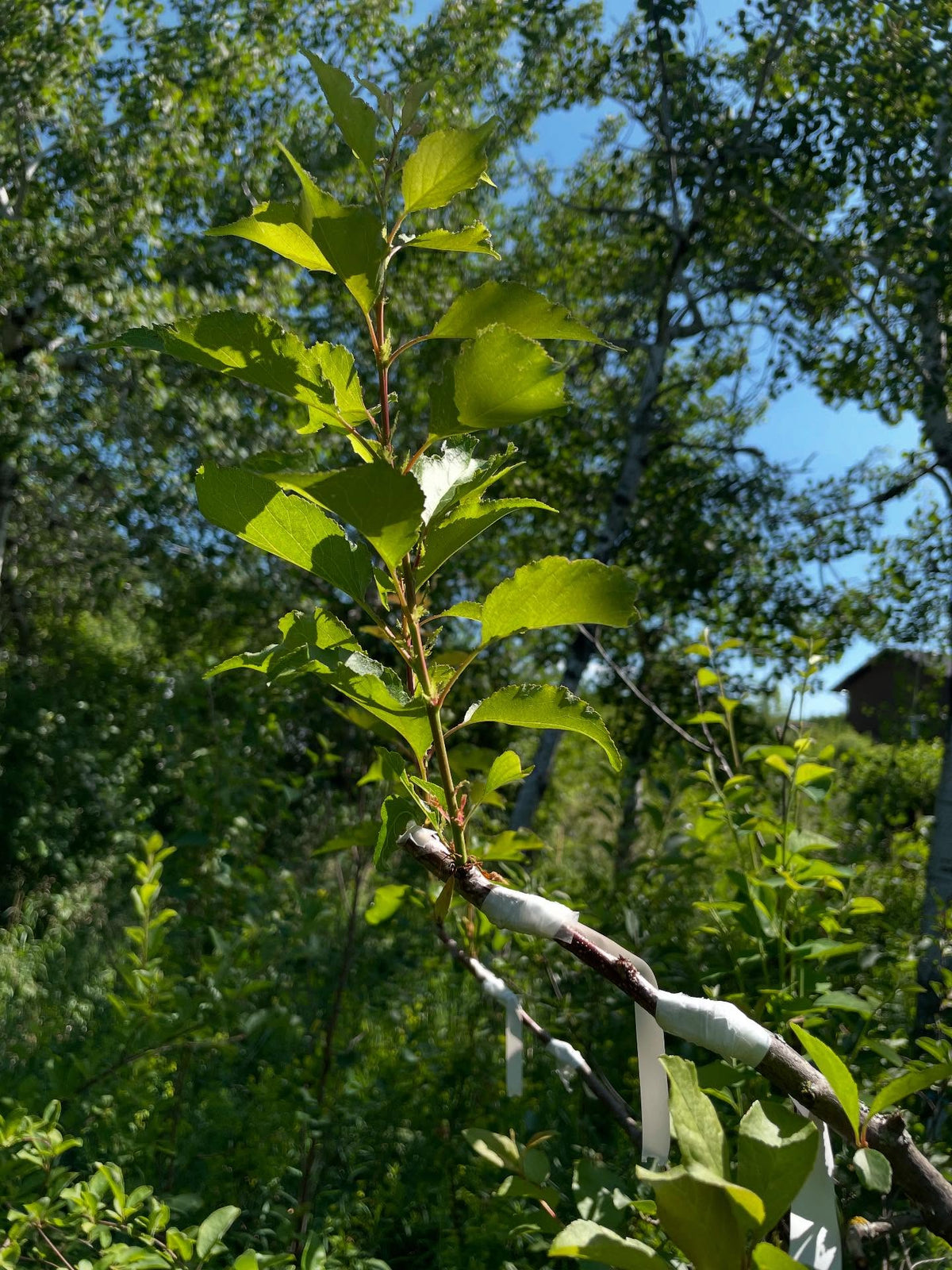 apricot on chokecherry with americana interstem, image 1 of 4