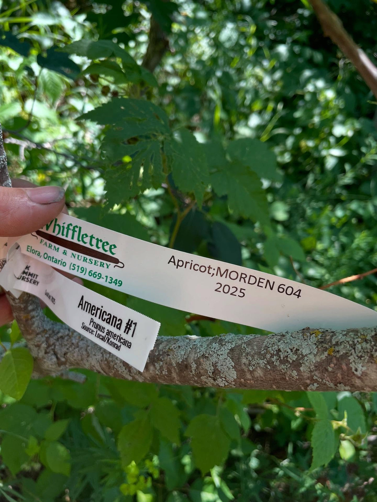 apricot on chokecherry with americana interstem, image 2 of 4