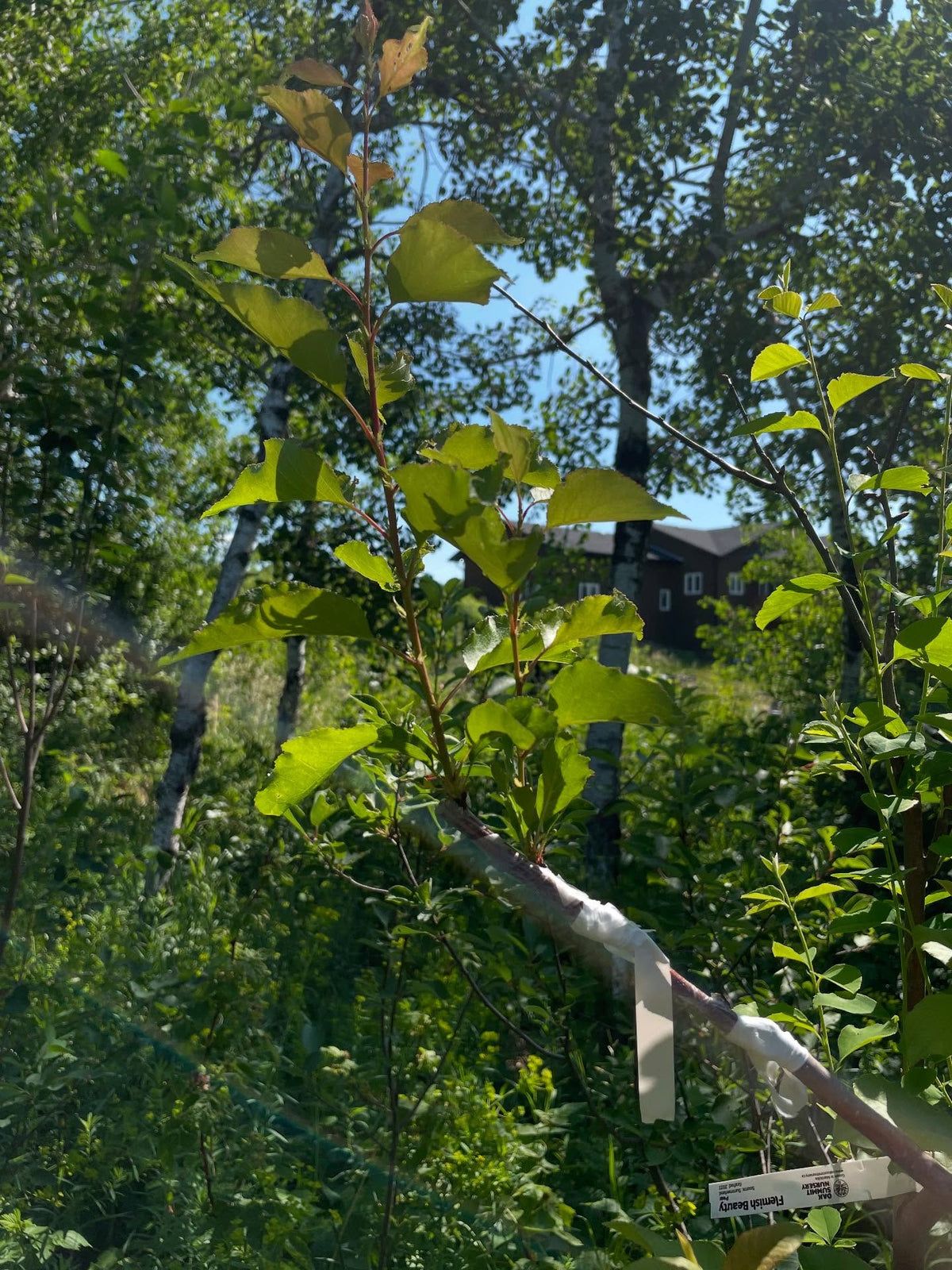 apricot on chokecherry with americana interstem, image 3 of 4