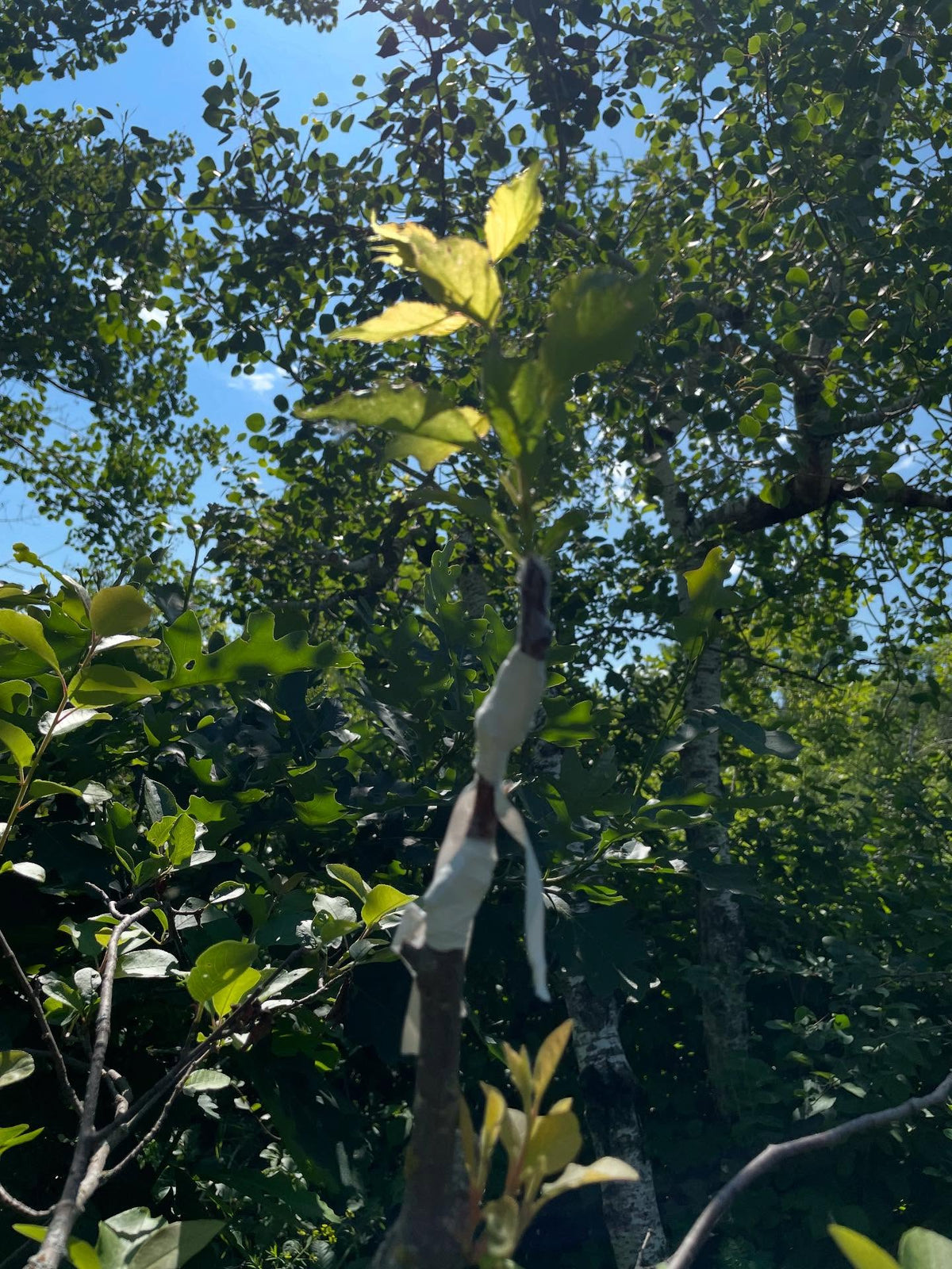 apricot on chokecherry with americana interstem, image 4 of 4