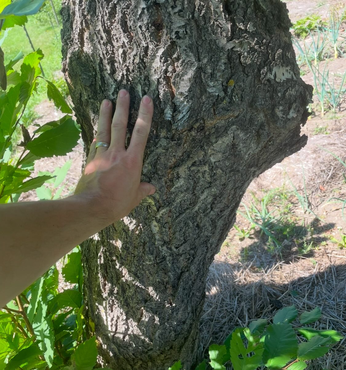 apricot trees can get big, image 1 of 4