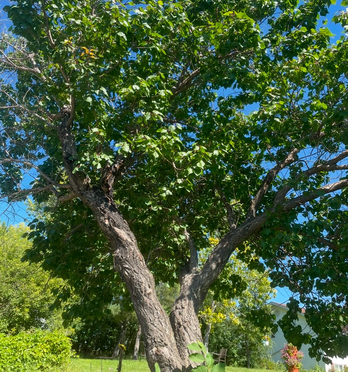 apricot trees can get big, image 2 of 4
