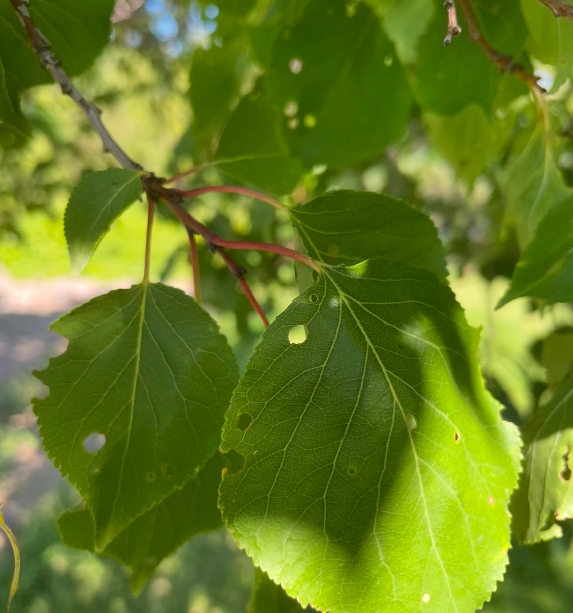 apricot trees can get big, image 3 of 4