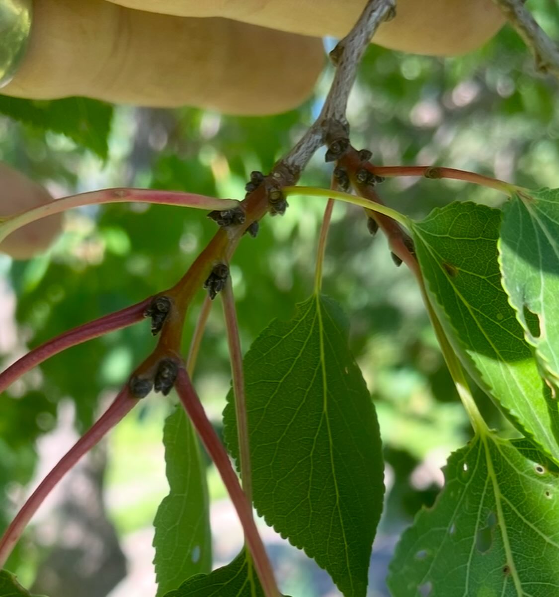 apricot trees can get big, image 4 of 4