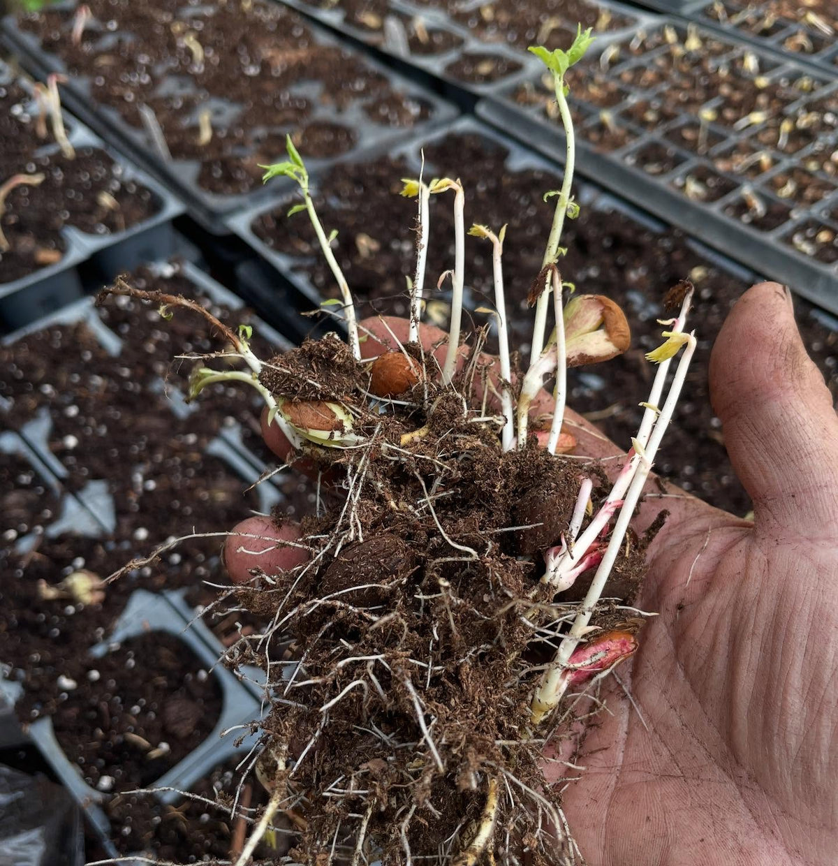 apricots from the root cellar, super ready to plant, image 1 of 3