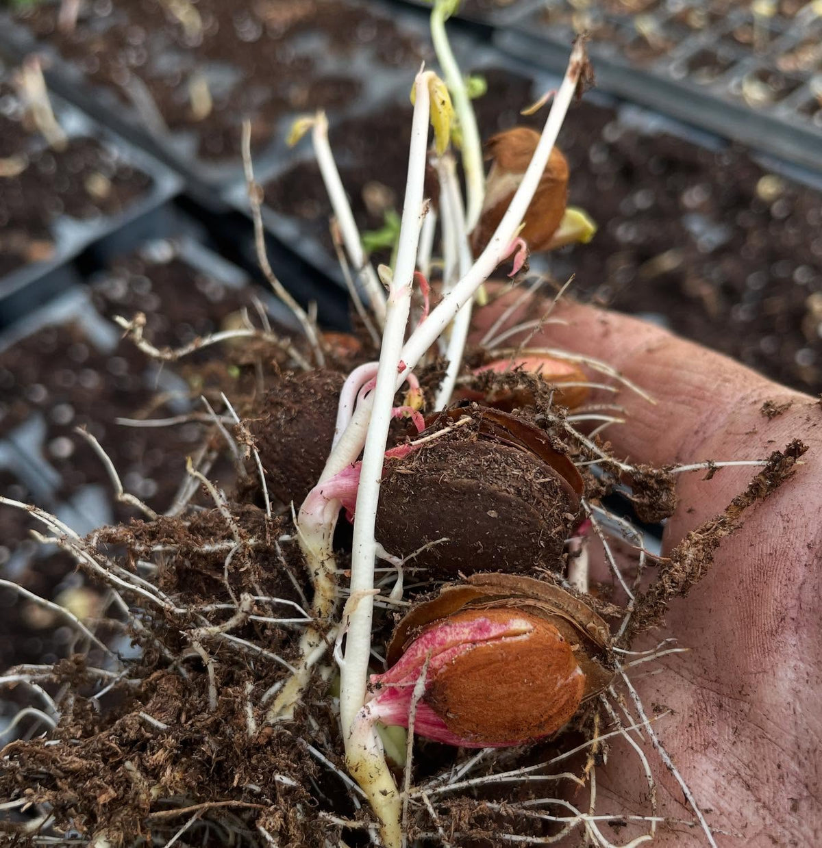 apricots from the root cellar, super ready to plant, image 3 of 3