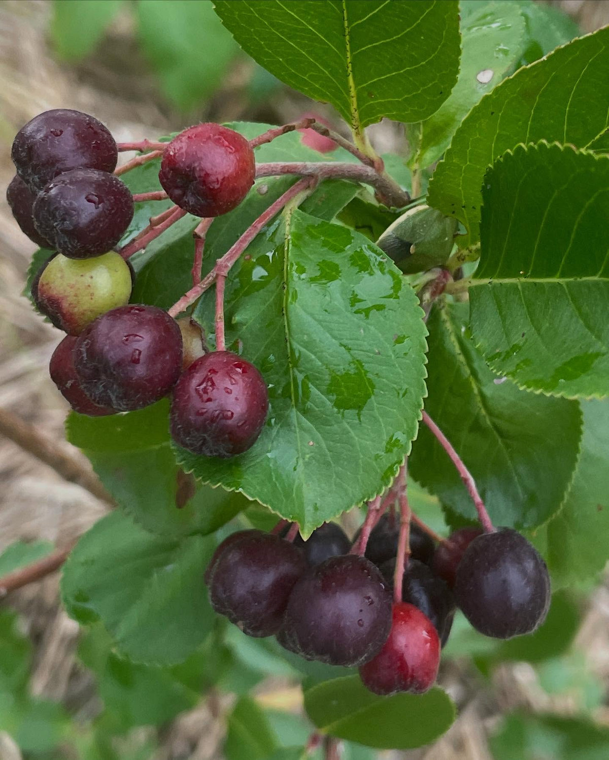 aronia fruit starting to ripen, chokeberry