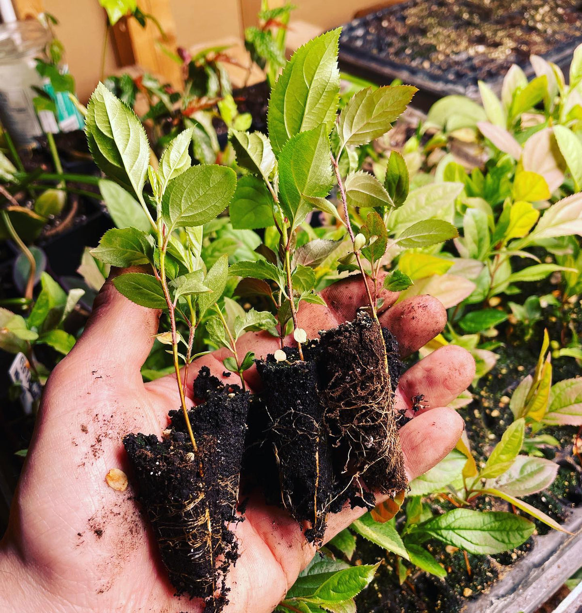 at one month these crab apple seedlings are ready to pot up