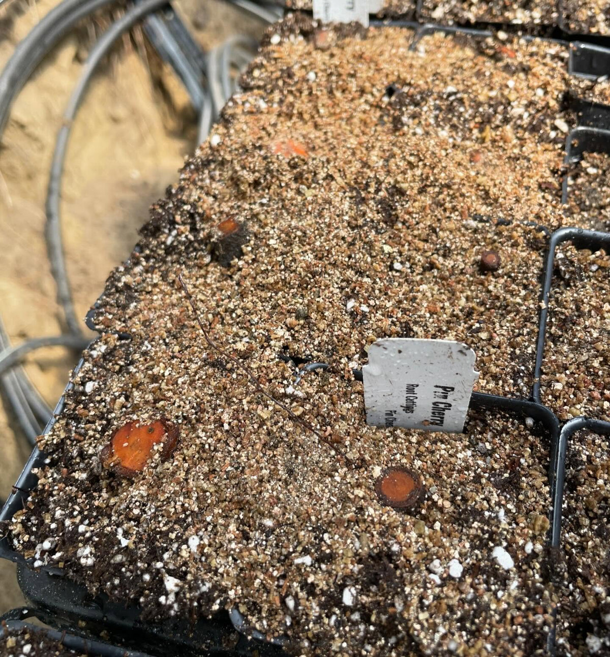 attempting pin cherry, Prunus pensylvanica from root cuttings, image 1 of 2