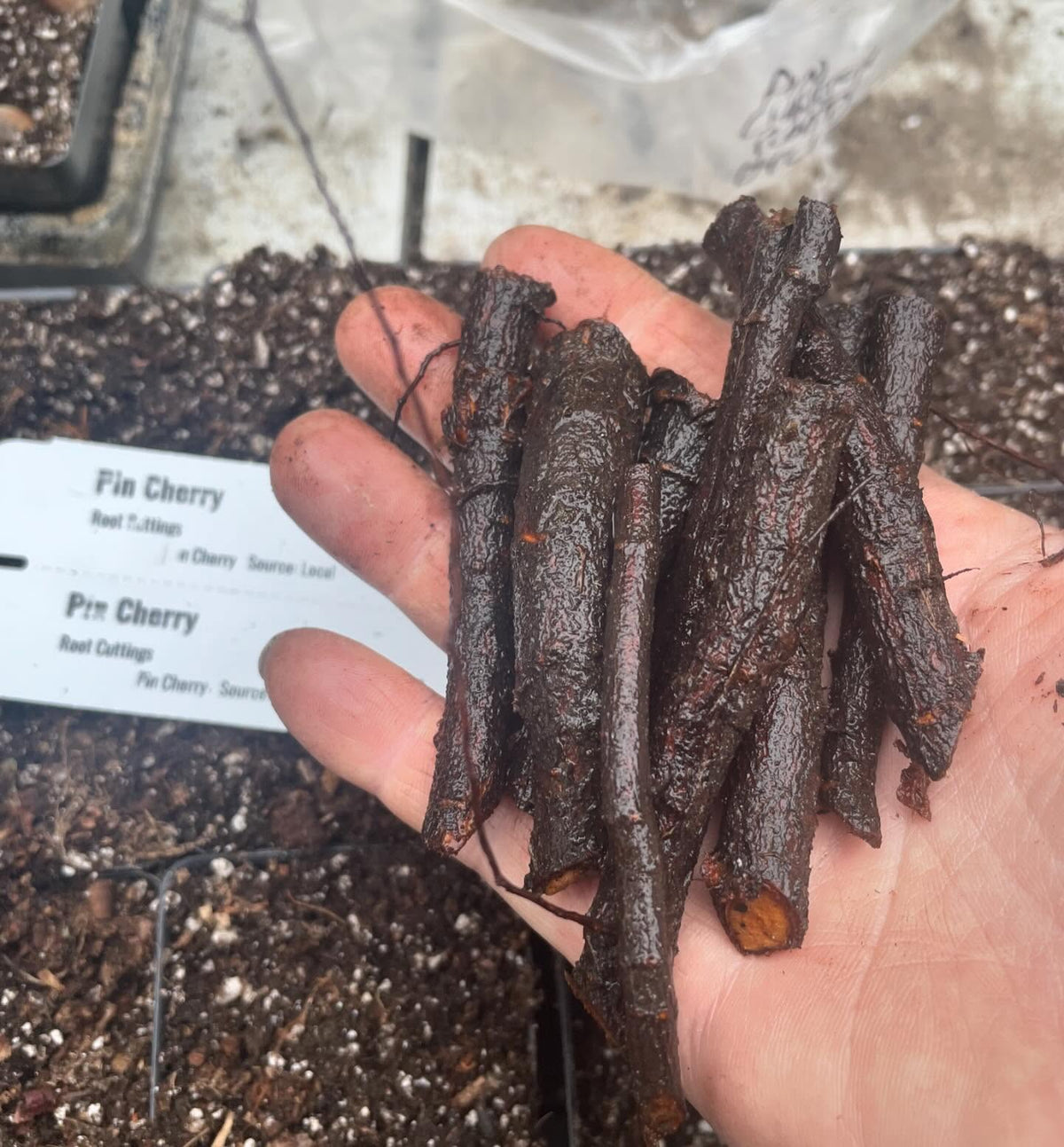 attempting pin cherry, Prunus pensylvanica from root cuttings, image 2 of 2
