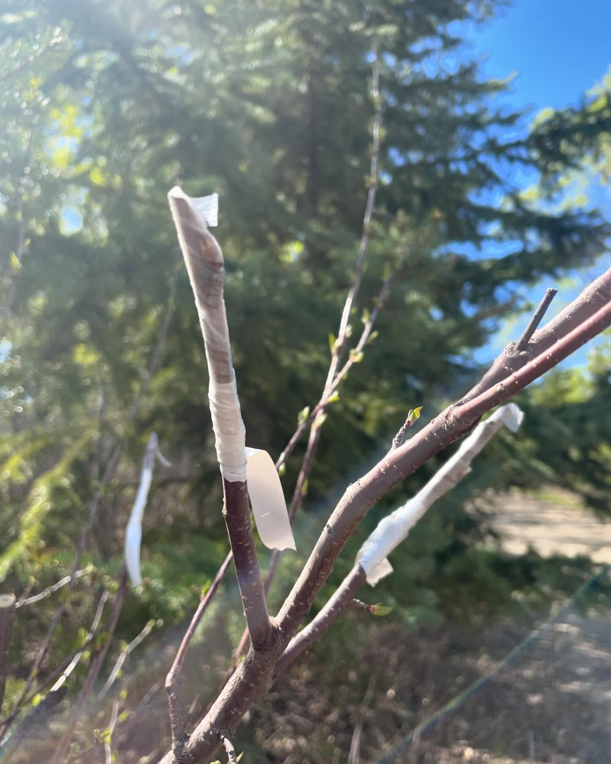 attempting to graft swedish Leningradskaja sweet cherry onto pin cherry, image 2 of 3