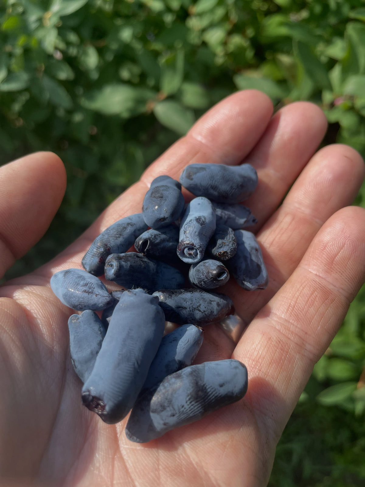 aurora haskaps at a local upick @riverbendorchards , my morning was picking about a gallon of them along with some gooseberries, image 1 of 10