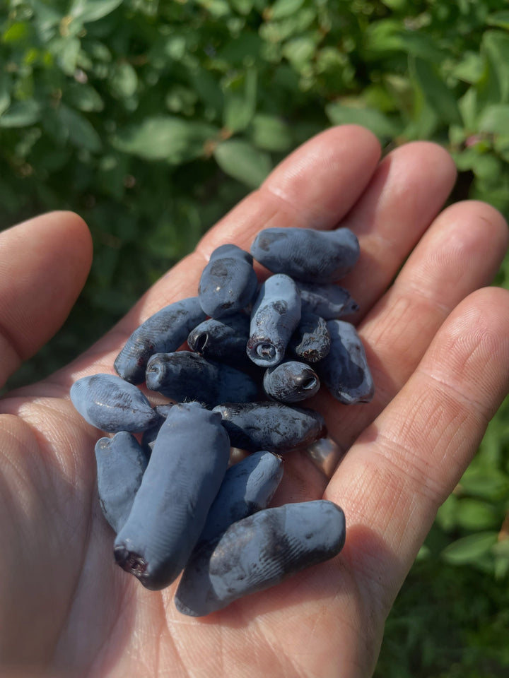 aurora haskaps at a local upick @riverbendorchards , my morning was picking about a gallon of them along with some gooseberries, image 1 of 10