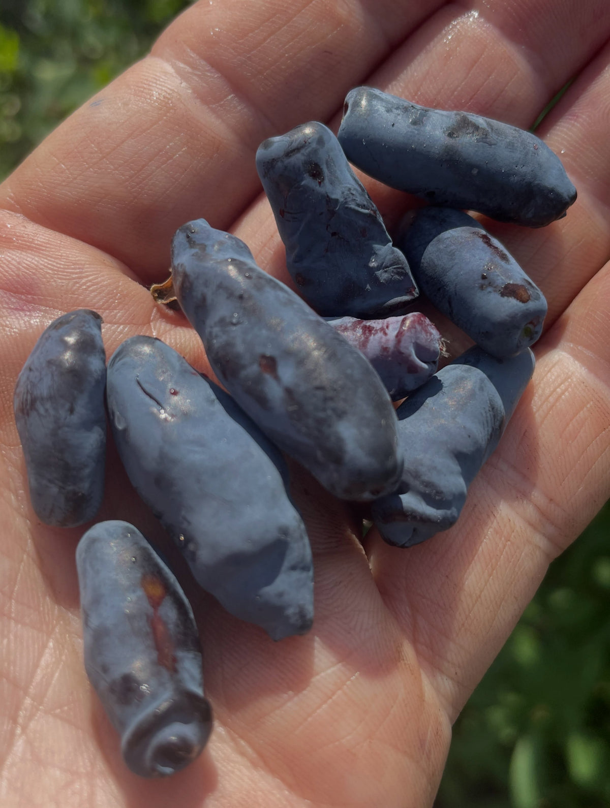 aurora haskaps at a local upick @riverbendorchards , my morning was picking about a gallon of them along with some gooseberries, image 2 of 10