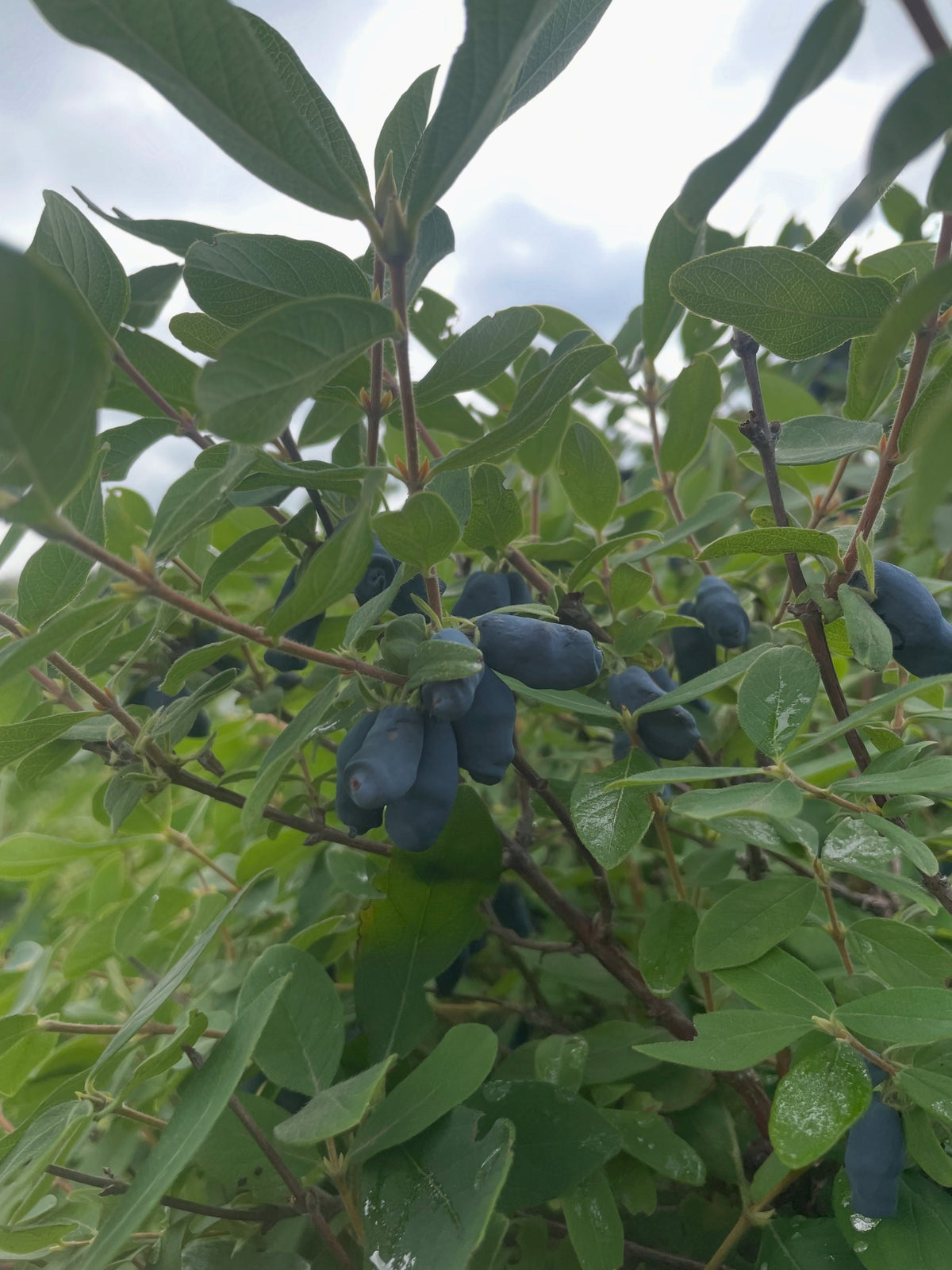 aurora haskaps at a local upick @riverbendorchards , my morning was picking about a gallon of them along with some gooseberries, image 7 of 10