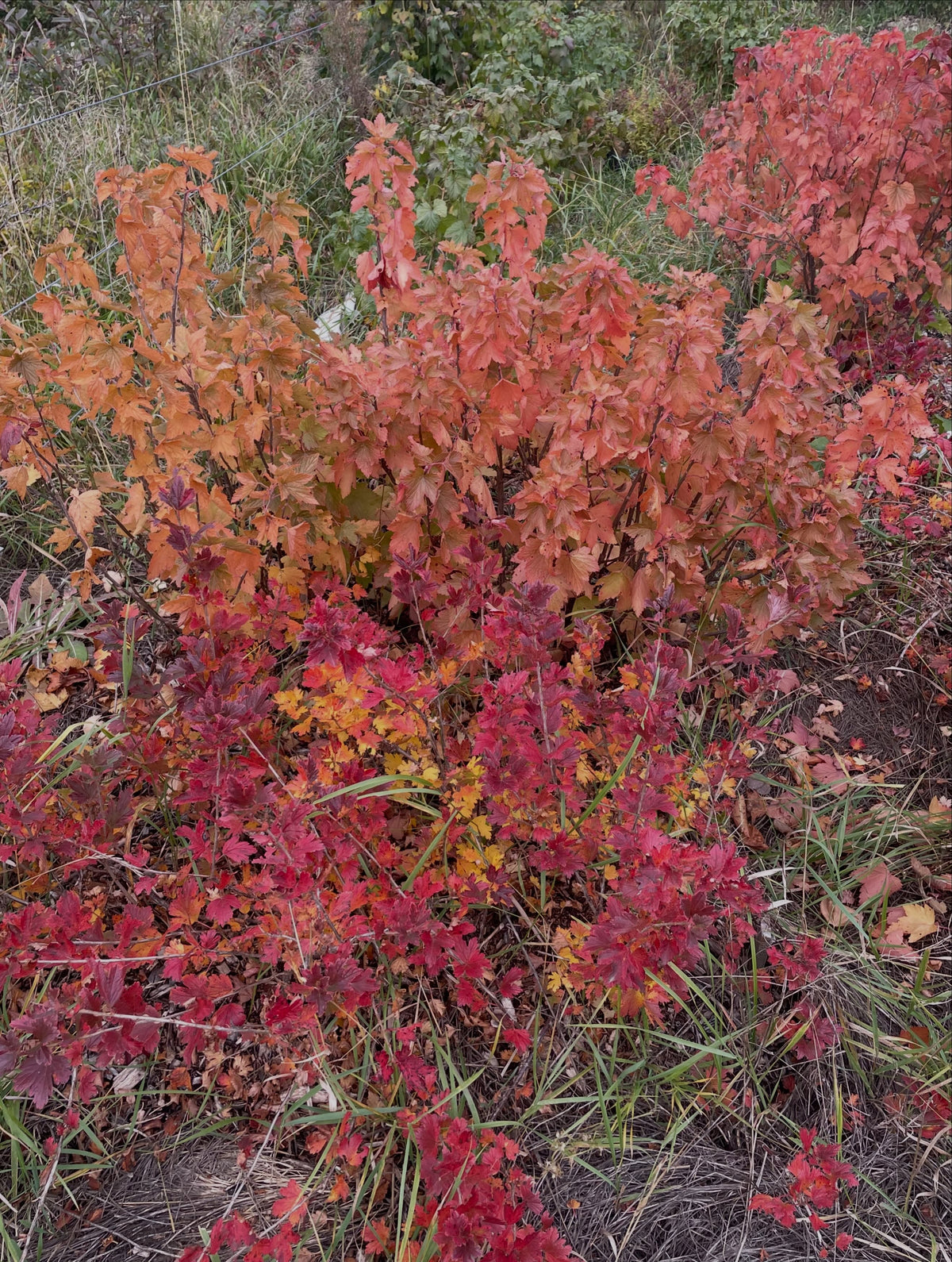 Un arbusto bajo de hojas pequeñas de color rojo intenso y dorado delante de groselleros nativos más altos de color rojo anaranjado.