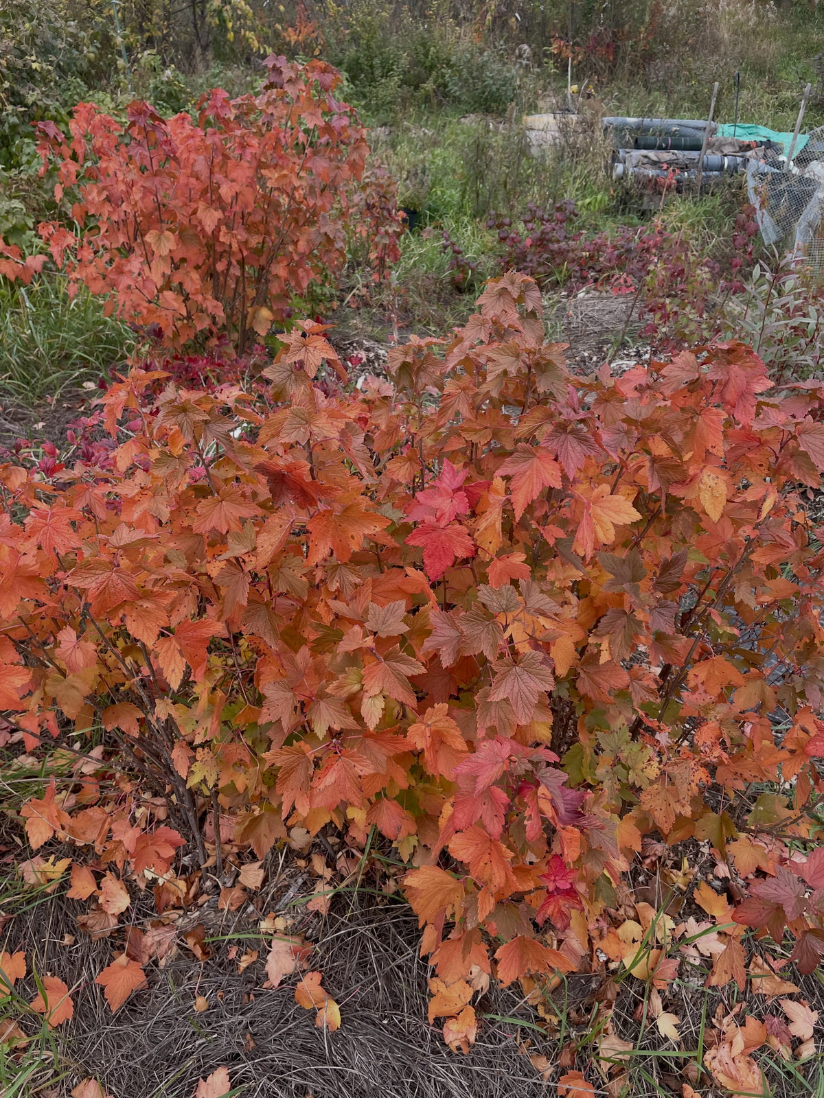 Groselleros nativos de color rojo anaranjado en otoño junto a los bancales del vivero.