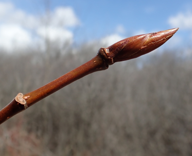 Álamo bálsamo (Populus balsamifera) - Esquejes de madera dura