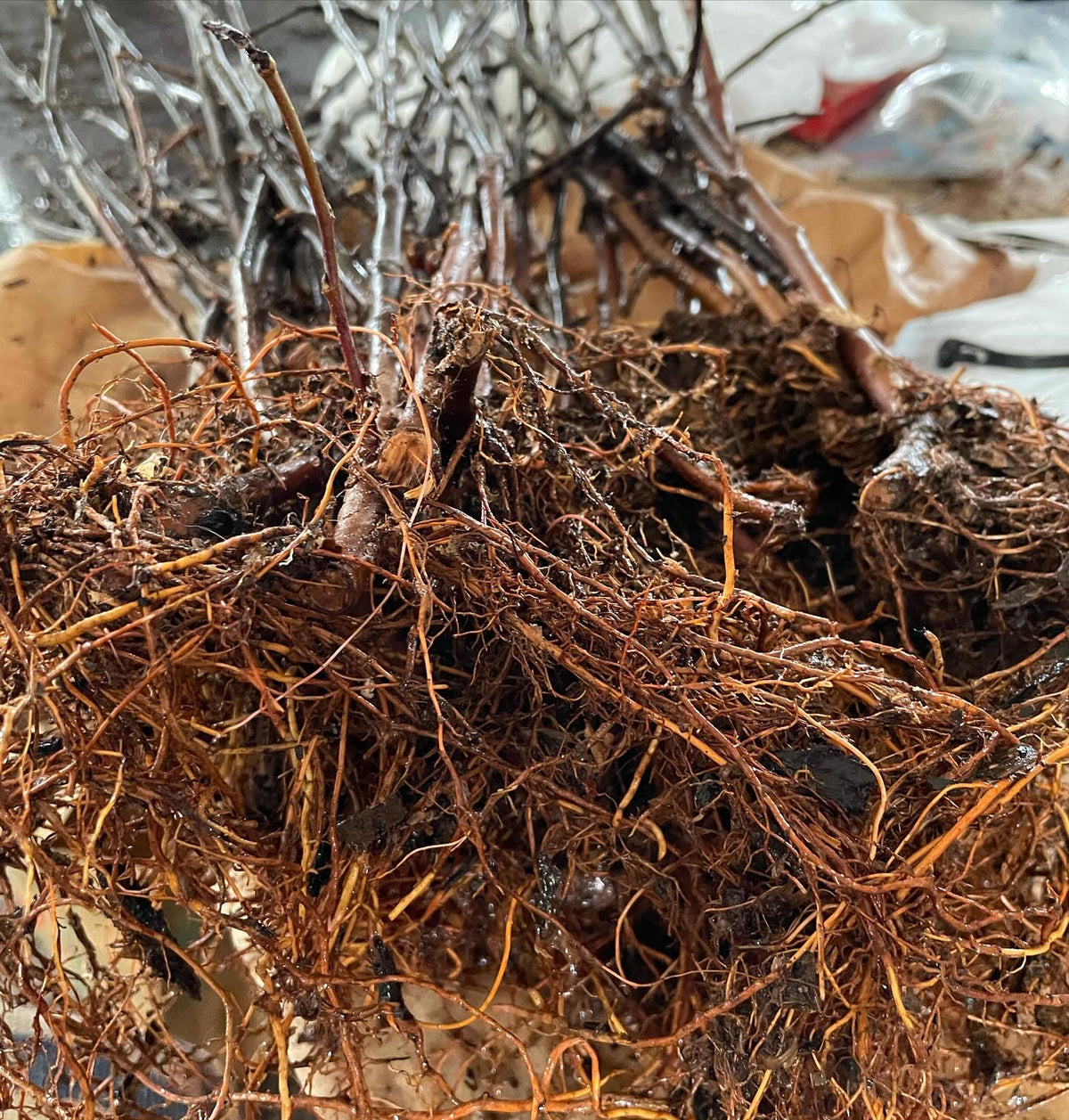 b118 rootstocks from our stoolbed, image 1 of 3