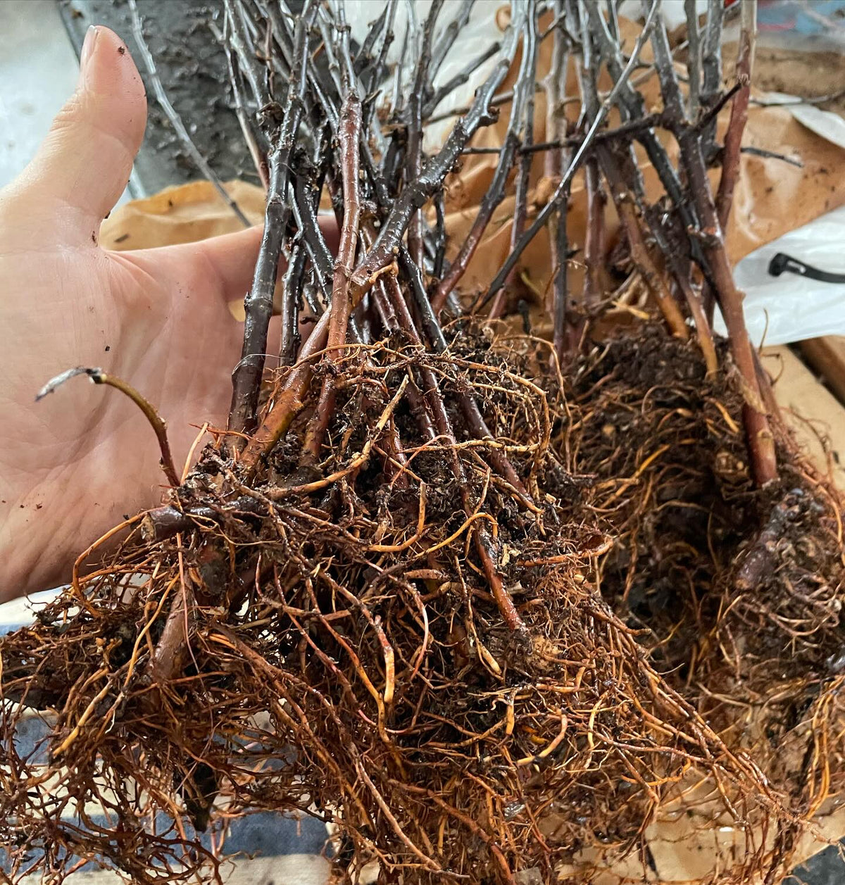 b118 rootstocks from our stoolbed, image 2 of 3