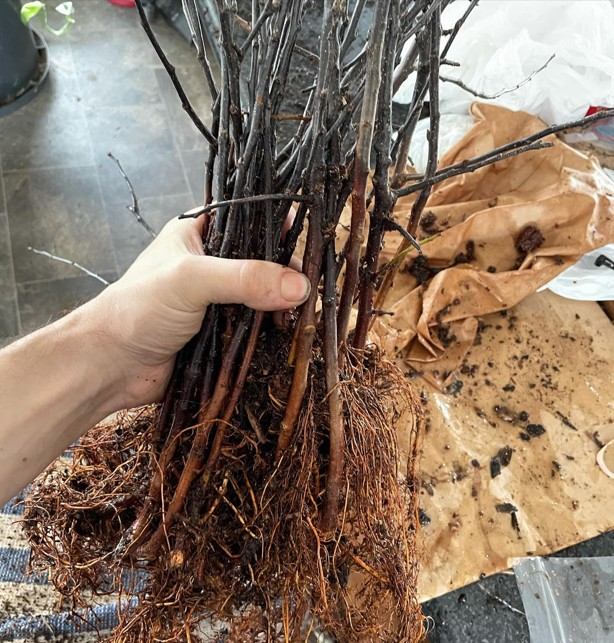 b118 rootstocks from our stoolbed, image 3 of 3