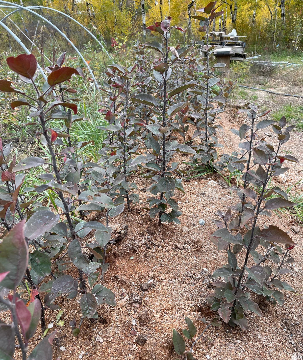 b118 stoolbed grew well in it’s second year, 2-3 ft growth is as big as I want for a rootstock, image 1 of 2